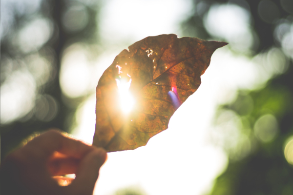 Living Gratitude Living Gratitude