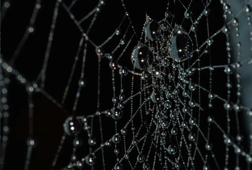 Image of a spider's web
